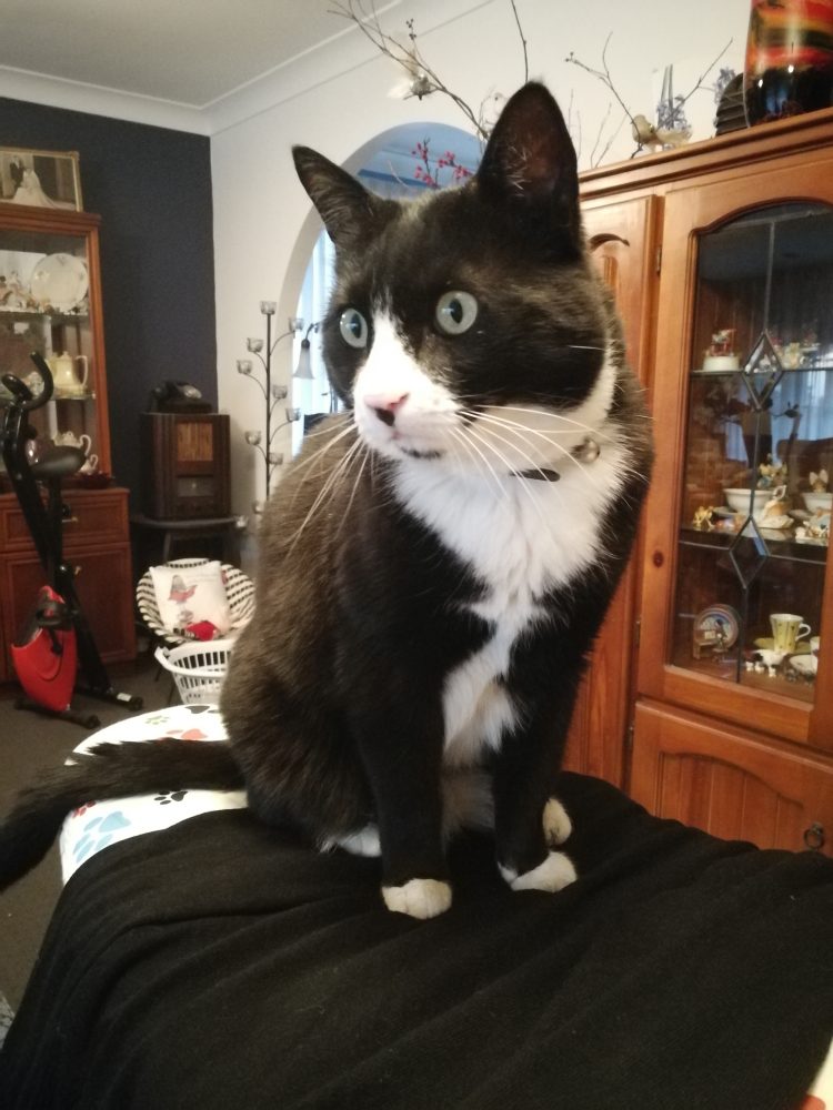 Hunter The Cat vs. the Bissell Crosswave