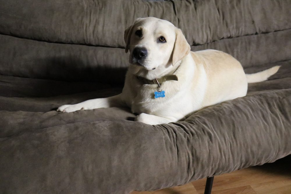 Max the Dog