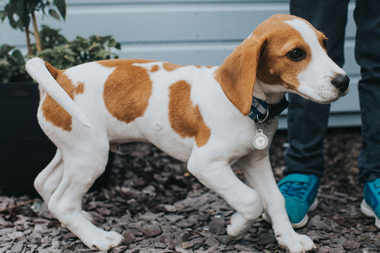 Belkin AirTag Secure Holder with Key Ring Harvey Norman